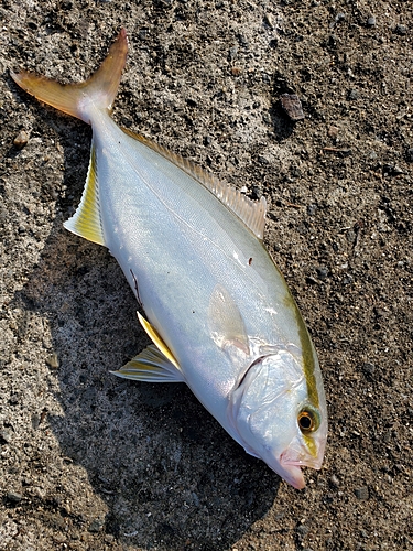 ショゴの釣果