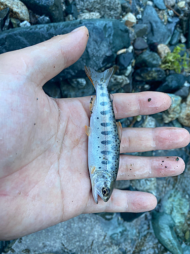 ヤマメの釣果