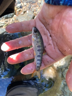 ヤマメの釣果