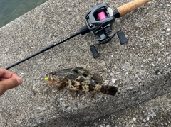 ムラソイの釣果