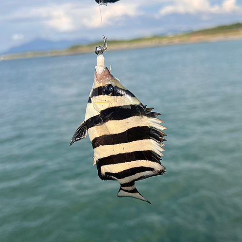 イシダイの釣果