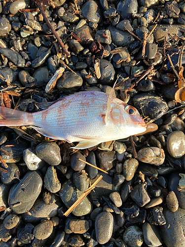 チャリコの釣果