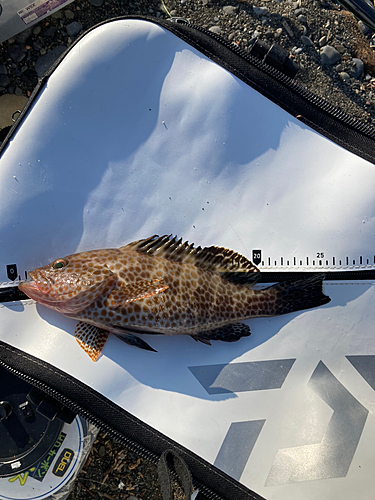 オオモンハタの釣果