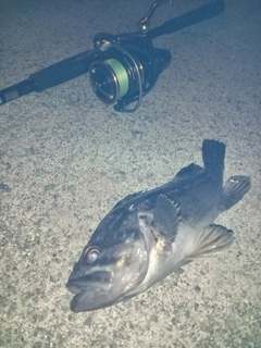 クロソイの釣果