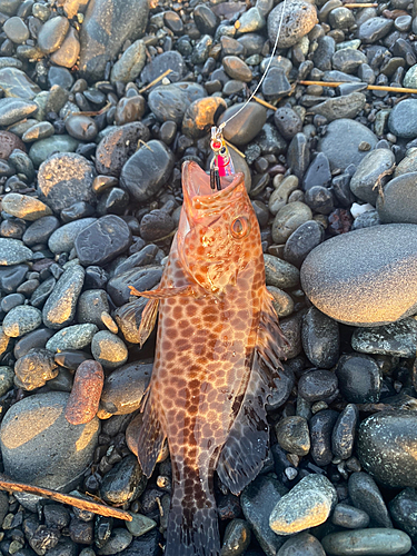 オオモンハタの釣果