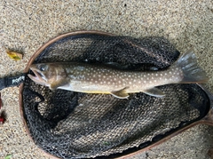 イワナの釣果