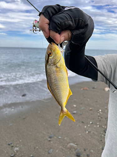 ショゴの釣果