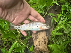 アマゴの釣果