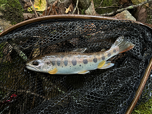 アマゴの釣果