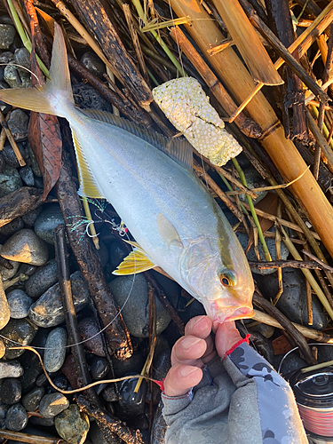 カンパチの釣果