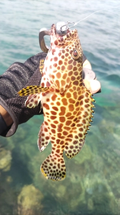 カンモンハタの釣果