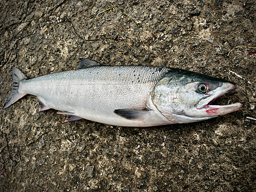 アキアジの釣果