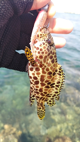 カンモンハタの釣果