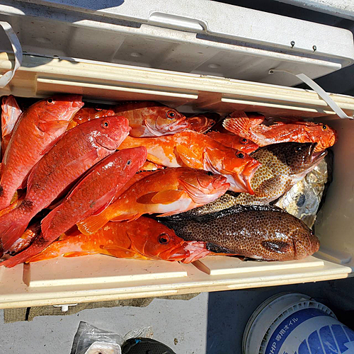 オオモンハタの釣果