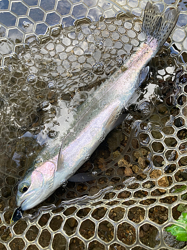 レインボートラウトの釣果