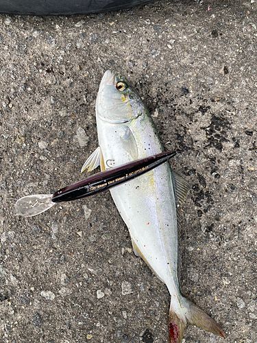 ワカシの釣果