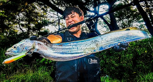 タチウオの釣果