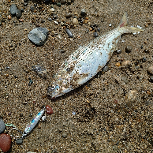 コノシロの釣果