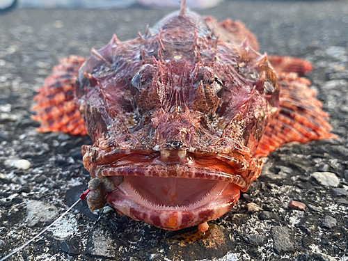 オニカサゴの釣果