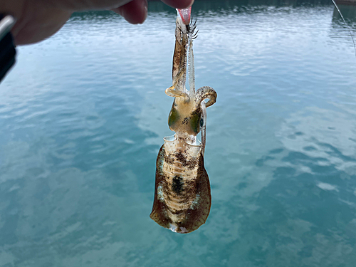 アヤメエビスの釣果