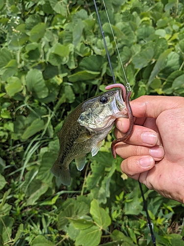 ラージマウスバスの釣果