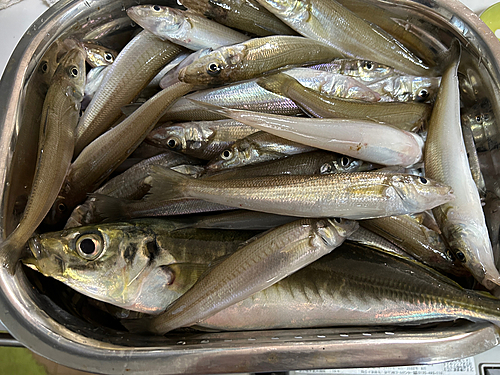 シロギスの釣果