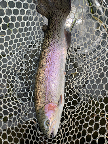 トラウトの釣果