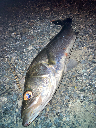 セイゴ（マルスズキ）の釣果