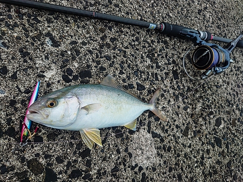 カンパチの釣果