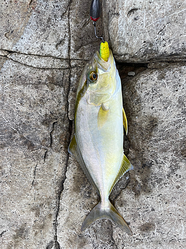 ショゴの釣果