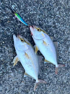 ショゴの釣果