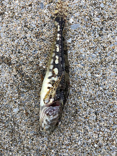 ハゼの釣果