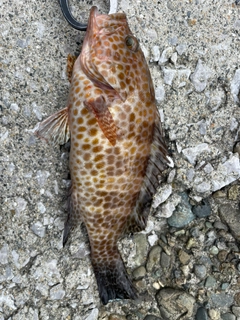 オオモンハタの釣果