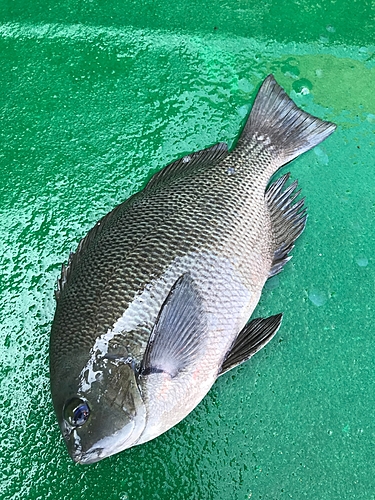 メジナの釣果