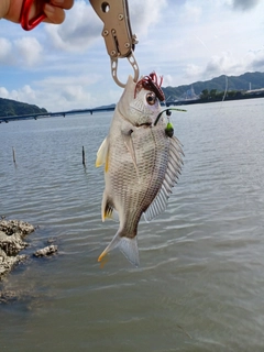 キビレの釣果