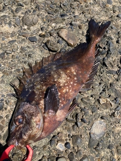 アイゴの釣果