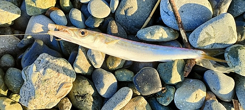 カマスの釣果