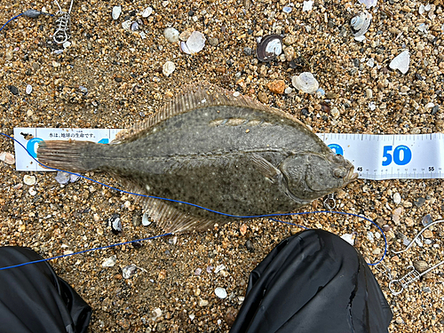 カレイの釣果