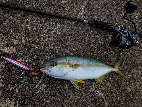 ヒラマサの釣果