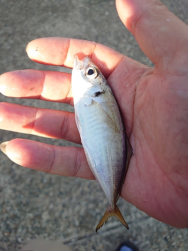 マアジの釣果