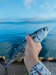 ソウダガツオの釣果