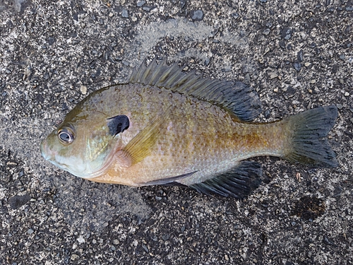 ブルーギルの釣果