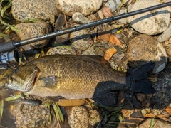 スモールマウスバスの釣果