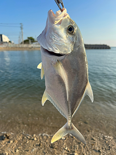 ガーラの釣果