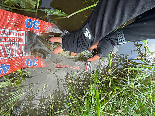 スモールマウスバスの釣果