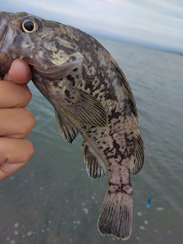 クロソイの釣果