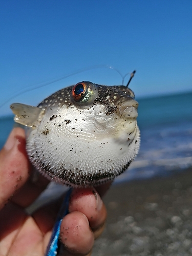 フグの釣果