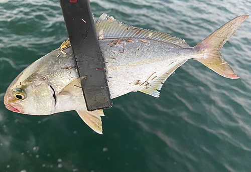 ショゴの釣果