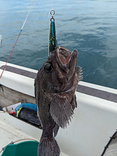 マゾイの釣果