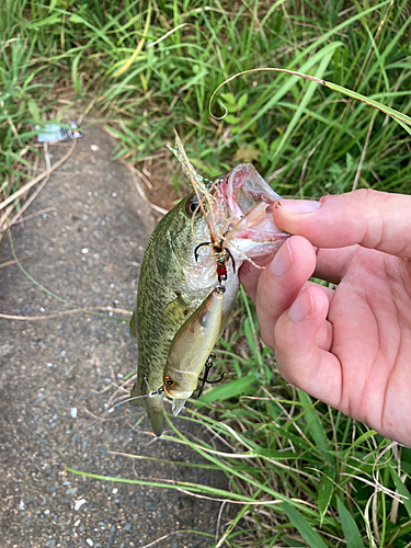 ブラックバスの釣果